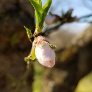 Meet your Posher, Lesly sofia